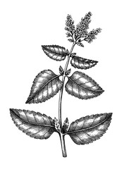 Hand sketched Mint botanical illustration with leaves and flowers. Peppermint - hand-drawn medical herbs and spices. Engraved style herbal plant. 
