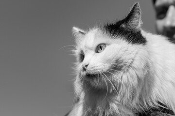 Beautiful adult young black and white longhair cat with big bright eyes and a man
