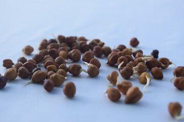 sprouted gram in white background.