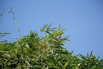  Green leaf of Bamboo  tree