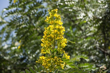 Yellow Flower of Thai copper pod or Cassod tree
