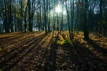 Naklejka premium autumn in the park