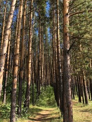 Fototapeta premium trees in the forest