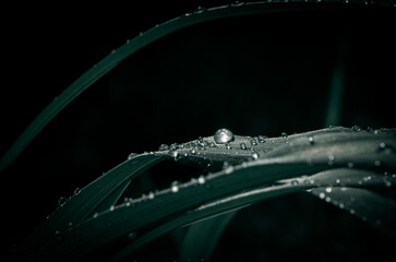 water drops on a leaf