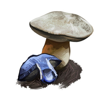 Gyroporus cyanescens bluing or cornflower bolete, species of bolete fungus in Gyroporaceae isolated on white. Digital art illustration, natural food, package label. Autumn harvest fungi on grass.