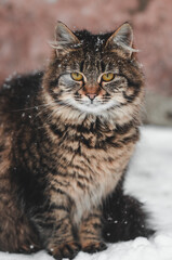 cat in the snow