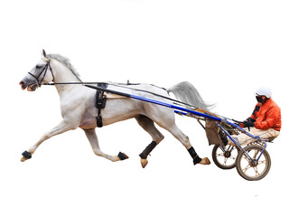 horse racing with jockeys racetrack stallions race the first winner of the race isolated on a white...
