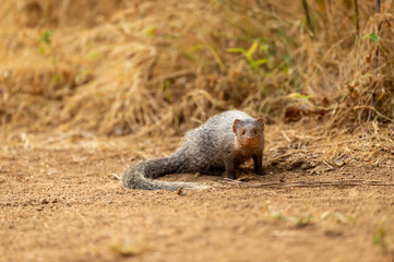 Indian grey mongoose or Herpestes edwardsii portrait with eye contact in central india forest