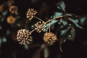 Obraz premium Autumn, Close up of a tree in Fall 