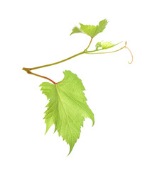 Fresh grapevine with leaves isolated on white
