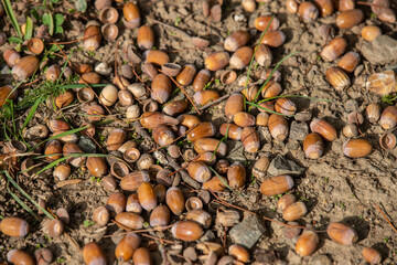 Ripe acorns lie on the ground