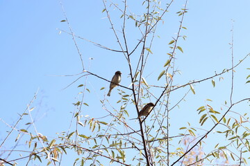 
Two sparrow birds on branches dressed in autumn colors, sky