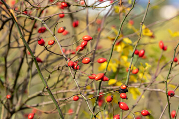 Ripe red rose hips on a shrub