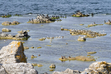 Kormorane an der Ostsee auf Öland	
