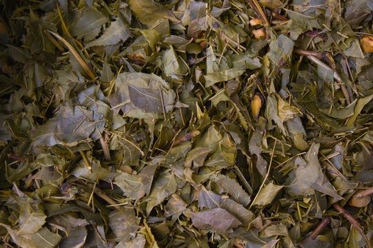 piled up dried neem leaves kept to prepare organic pesticide for home garden. close up shot for copy space background.