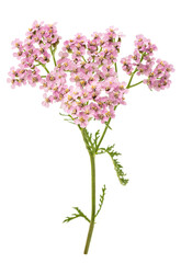 Pink yarrow flowers © Scisetti Alfio