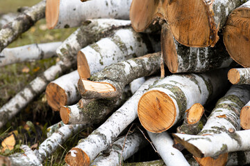 Firewood at the sawmill. Forest birch.