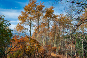 autumn trees in the forest