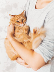 Woman cuddles her cute ginger cat. Fluffy pet looks pleased and sleepy. Fuzzy domestic animal. Cat lover.