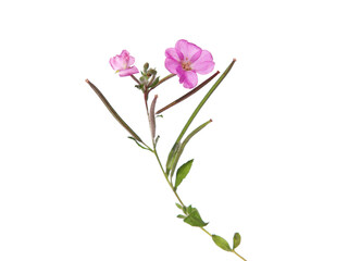 Pink flower of great hairy willowherb isolated on white background. Epilobium hirsutum