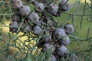 
pine cone, tree branch, pine tree
background