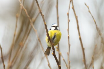 Blaumeise sitzt im Winter an einem dünnen Ast, Cyanistes caeruleus