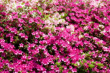 鳴川園地,つつじ園
