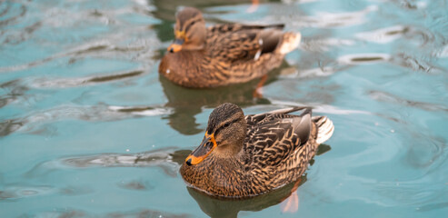 Two female wild duck swimming on the lake