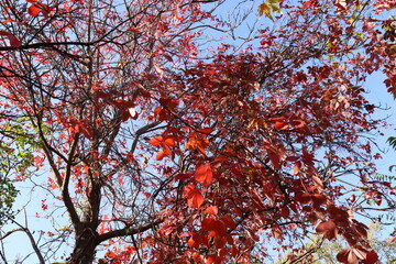 
yellow withered leaves and trees in the autumn season, landscape and background