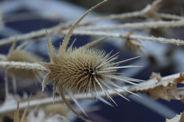 Obraz premium natural prairie seed, spiked yellow,