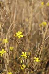 Obraz premium yellow wild flowers in their natural environment