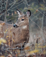 White-Tailed Deer