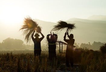 Farmers silhouettes threshing rice at sunrise. Rice grain threshing during harvest golden hours in northern Thailand. Agriculture workers harvesting field while sunset sky. Work as a group. Teamwork.