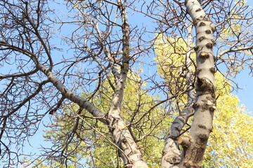 Fototapeta premium yellow withered leaves and trees in the autumn season, landscape and background