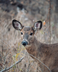 White-Tailed Deer