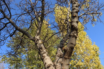 Fototapeta premium yellow withered leaves and trees in the autumn season, landscape and background
