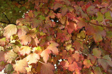 
background of yellowed and dried ground leaves in the autumn season