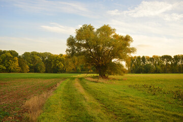 Beautiful autumn season landscape meadow and single tree on a field
