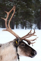 Reindeer sledding ecotourism tour, Finland.