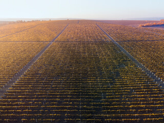 Green and red vineyard rows at sunset