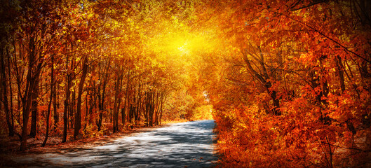 Road in autumn forest to bright sun