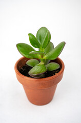Small pot with crassula or money tree. Plants indoor at home