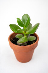 Small pot with crassula or money tree. Plants indoor at home