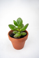 Small pot with crassula or money tree. Plants indoor at home