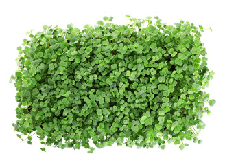 Fresh organic microgreen on white background, top view