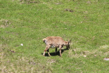 дикие животные