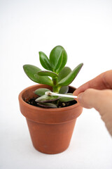 Small pot with crassula or money tree. Wipe the leaves to take care of indoor plants at home
