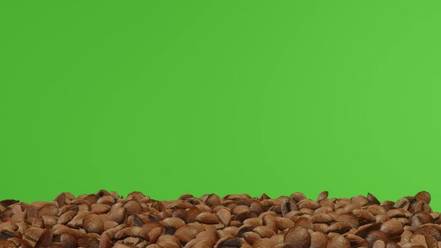 coffee beans on green animation