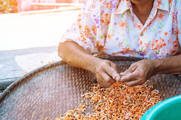 Close up to an eldery female fisherman use small knife to cut out unwanted parts of the shrimp,...