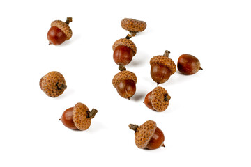 Group of several acorns isolated on white background © Elena Nikiforova